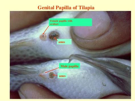 papilla fish